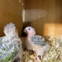 جوجه گرینچیک سرلاکی