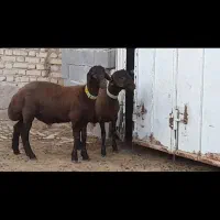 بره قوچ همو  ، قوچ همو ،گوسفند ژن دار|حیوانات مزرعه|مرودشت, استادیوم‎|دیوار