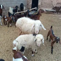 یک‌راس‌میش‌بره‌دار‌بره‌نر‌مرغوب‌دوماهه