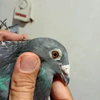 نروماده پلاکی|پرنده|بندر ماهشهر, |دیوار