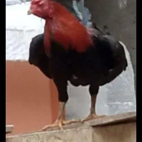 خروس لاری