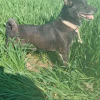 پاکوتاه گوش تیز