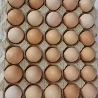 تخم مرغ محلی گلپایگان