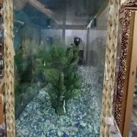 آکواریوم|ماهی|زابل, |دیوار