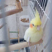 عروس هلندی|پرنده|ایلام, |دیوار