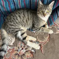 واگذاری گربه dsh