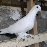 کبوتر|پرنده|قشم, |دیوار