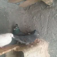 کبوتر|پرنده|فرخ‌شهر, |دیوار