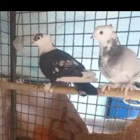 یک جفت کبوتر طاووسی با جوجه