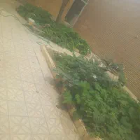 خانه ویلایی صغاد|فروش خانه و ویلا|بهمن صغاد, |دیوار