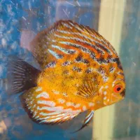 چهار عدد ماهی دیسکس بسیار زیبا و سرحال|ماهی|کرج, فاز ۴ مهرشهر|دیوار