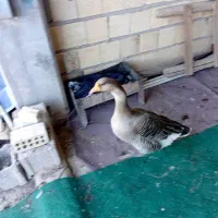 فروشغازوخروس|حیوانات مزرعه|بندر امام خمینی, |دیوار