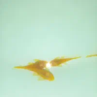 کت فیش آلبینو و مشکی|ماهی|شیراز, کوشک میدان|دیوار