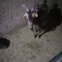 فروش ۲۰ راس بز جوان و کهره دار