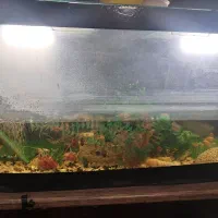 انواع آکواریوم