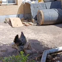 یک مرغ برهما تخم گذار