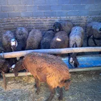 میش بره|حیوانات مزرعه|هشتگرد, خور|دیوار