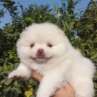 پامرانین خرسی بوفیس|سگ|گلوگاه, |دیوار