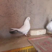 کفتر تهرانی واصفهانی|پرنده|برخوار, |دیوار