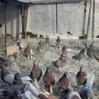 کبوتر پور|پرنده|شهرکرد, |دیوار