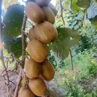 کود ارگانیک برای برداشت بیشتر محصول