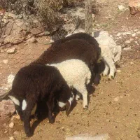 میش و بره|حیوانات مزرعه|معمولان, |دیوار