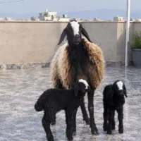 گوسفند و دوتا برش به قیمت ۲۵ میلیون تومان