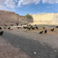 مرغ|حیوانات مزرعه|چهاردولی, |دیوار