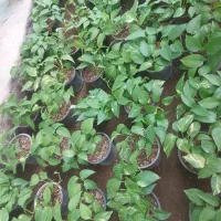 فروش‌عمده‌پتوس‌زعفرانی