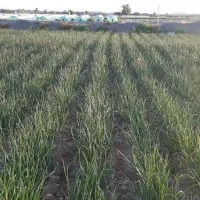 زمین هندوانه گوجه پیاز گیاهان دارویی آفتابگردان|خدمات باغبانی و درختکاری|رودخانه, |دیوار