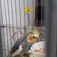 عروس هلندی|پرنده|قدس, شهرقدس|دیوار