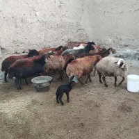 میش آبستن افشاری|حیوانات مزرعه|سبزوار, قائم|دیوار