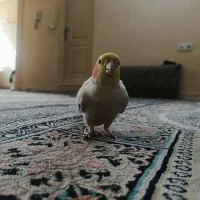 عروس هلندی نر