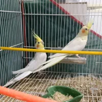 جفت عروس لوتینو زعفرونی تاج پرنسسی چشم شرابی