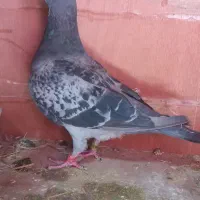 کبوتر ماده ۳ تا  سبز و یه  کوهی