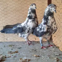 کبوترچپراپاکستانی پرشی