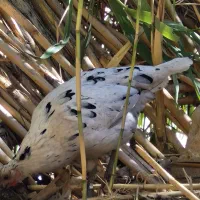 وارگ و بوقلمون و خروس