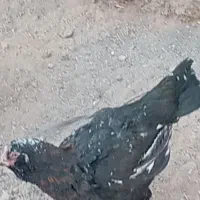 مرغ لاری ریش