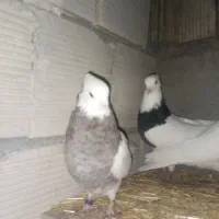 کبوتر|پرنده|کوهرنگ, |دیوار