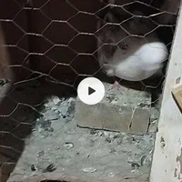 تعدادی کفتراس فقط حیوان بازپیام بده بیکارنیادا|پرنده|اسلام‌شهر, شهرک توحید|دیوار