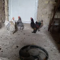 مرغ و خروس|حیوانات مزرعه|قم, بیانی|دیوار