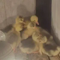 جوجه غاز|حیوانات مزرعه|فومن, |دیوار