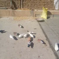 کبوتر|پرنده|قم, سالاریه|دیوار