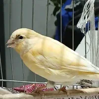 قناری|پرنده|بهارستان, |دیوار