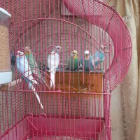 سرگرمی. حیوانات.پرنده