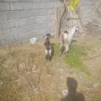 هشبندی کهور تاک|حیوانات مزرعه|سیریک, |دیوار