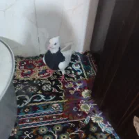 کبوتر طوقی نر