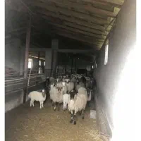 فروش ۵۰۰۰ متری صنعتی و تجاری خشکنودهان|فروش دفتر صنعتی، کشاورزی، تجاری|ماکلوان, |دیوار