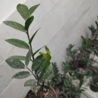 فروش زاموفیلیا|گل و گیاه طبیعی|اردکان, |دیوار