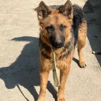 سگ ژرمن شپرد ماده|سگ|کرج, فاز ۲ مهرشهر|دیوار